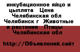 инкубационное яйцо и цыплята › Цена ­ 20 - Челябинская обл., Челябинск г. Животные и растения » Птицы   . Челябинская обл.